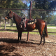 Image for article titled Horse: The Jalopnik Review